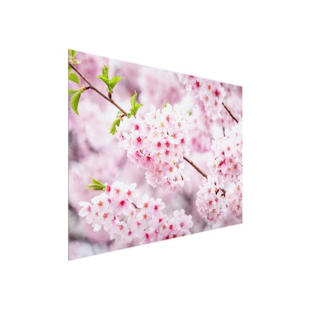 Obrazy na szkle poziomy Japońskie kwiaty wiśni
