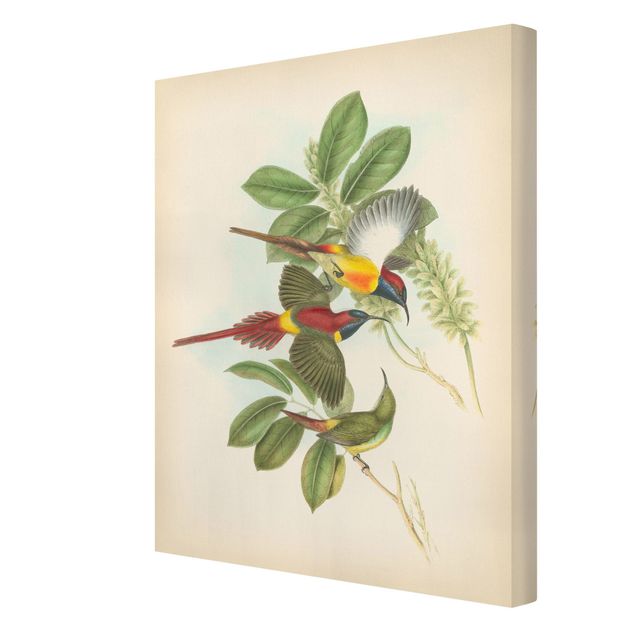 Obrazy ptaki na płótnie Ilustracja w stylu vintage Ptaki tropikalne III