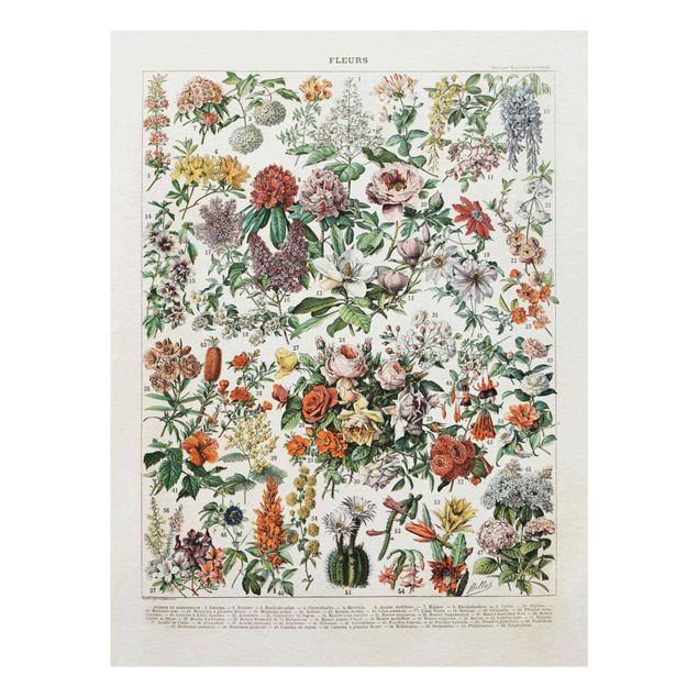 Obrazy retro Tablica edukacyjna w stylu vintage Kwiaty II