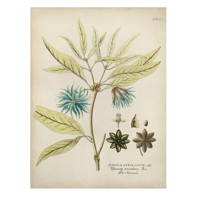 Obraz niebieski Botanika w stylu vintage z niebieską gwiazdą anyżu
