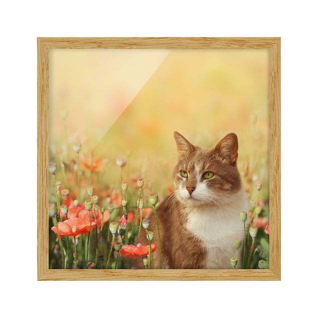 Obrazy w ramie do łazienki Kot w makowym polu