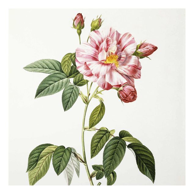 Obrazy na szkle artyści Pierre Joseph Redouté - Rosa Gallica Róża