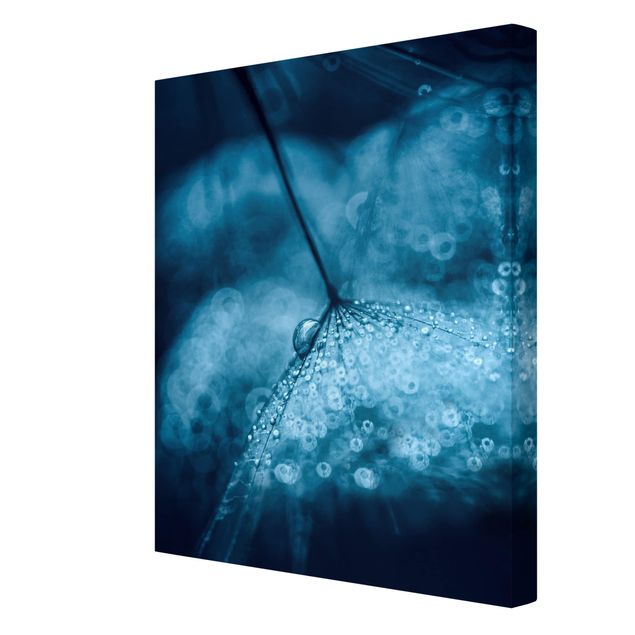 Obrazy z motywem kwiatowym Błękitny mniszek lekarski w deszczu