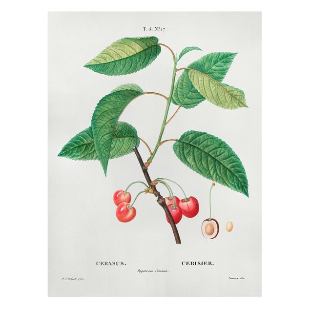 Zielony obraz Botani Vintage Ilustracja czerwonych czereśni