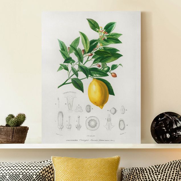 Obrazy owoc Botany Vintage Illustration Lemon