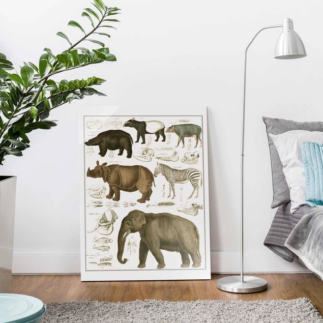 Słoń obraz Tablica edukacyjna w stylu vintage Słonie, zebry i nosorożce