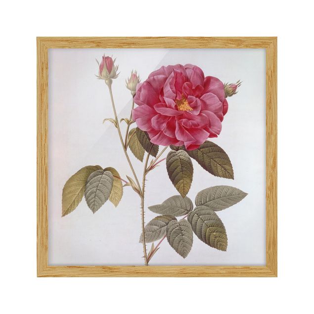 Obrazy w ramie do łazienki Pierre Joseph Redouté - Róża aptekarska
