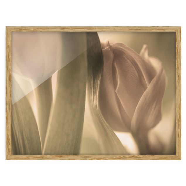 Obrazy w ramie do kuchni Czułe tulipany