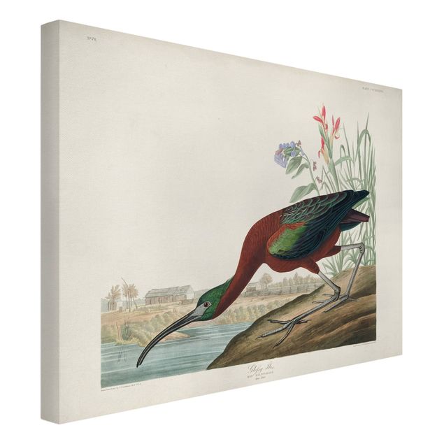 Vintage obrazy Tablica edukacyjna w stylu vintage Brązowy ibis