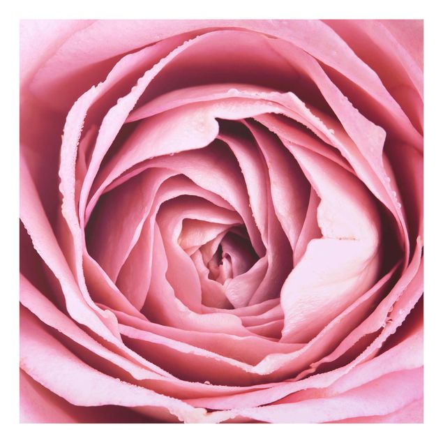 Obrazy do salonu Różowy kwiat róży