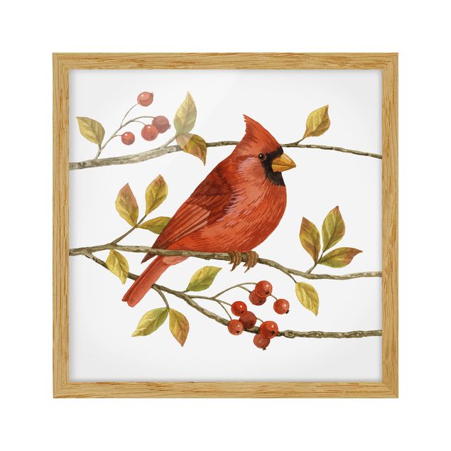 Obrazy w ramie do kuchni Ptaki i jagody - Czerwony kardynał