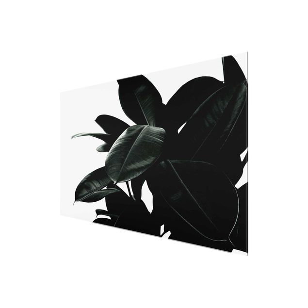 Obrazy z motywem kwiatowym Gumowe liście drzewa ciemnozielone