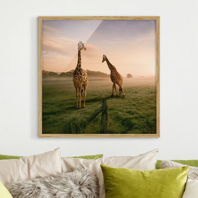 Obrazy w ramie krajobraz Surrealistyczne żyrafy