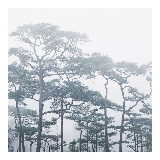 Fototapeta - Wierzchołki drzew we mgle