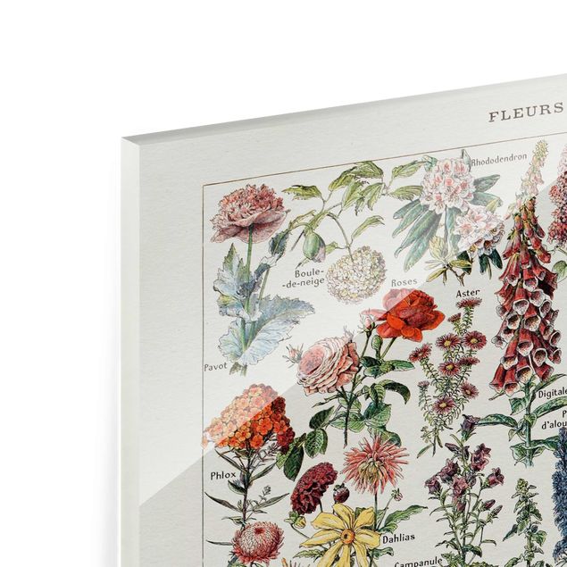 Obrazy motywy kwiatowe Tablica edukacyjna w stylu vintage Kwiaty V