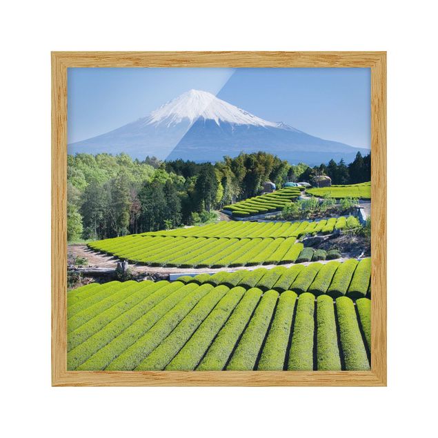 Obrazy w ramie do łazienki Pola herbaciane przed Fuji