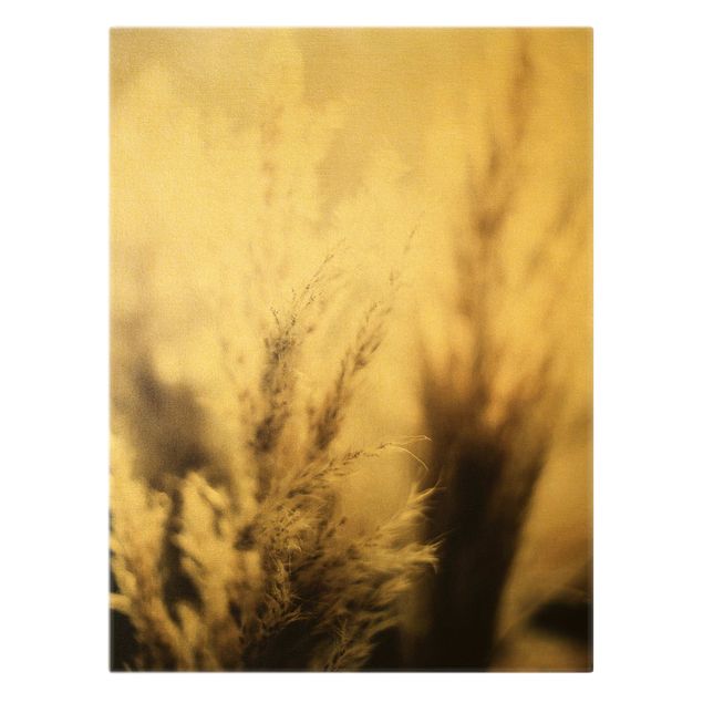 Obrazy Trawa pampasowa w cieniu