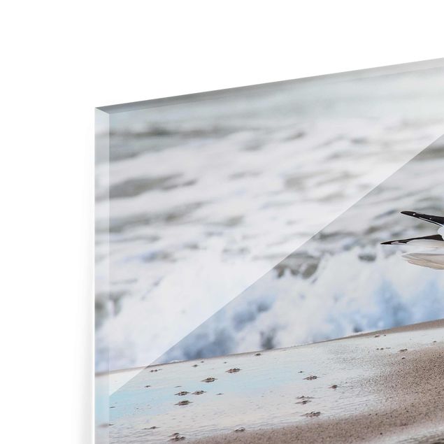 Obrazy morze Mewa na plaży przed morzem