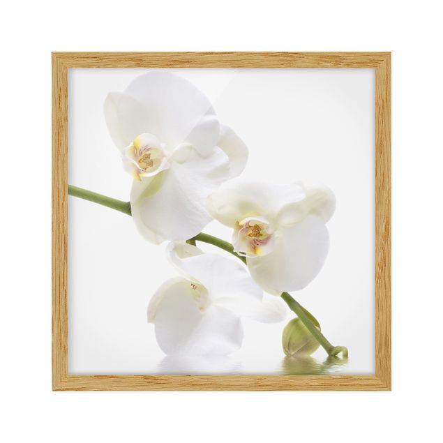 Obrazy w ramie do łazienki Wody białej orchidei