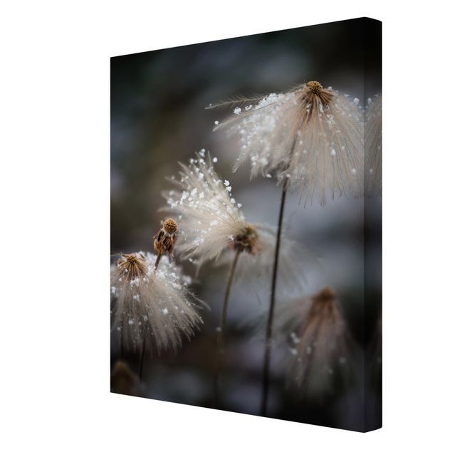 Obrazy z motywem kwiatowym Dandeliony z płatkami śniegu