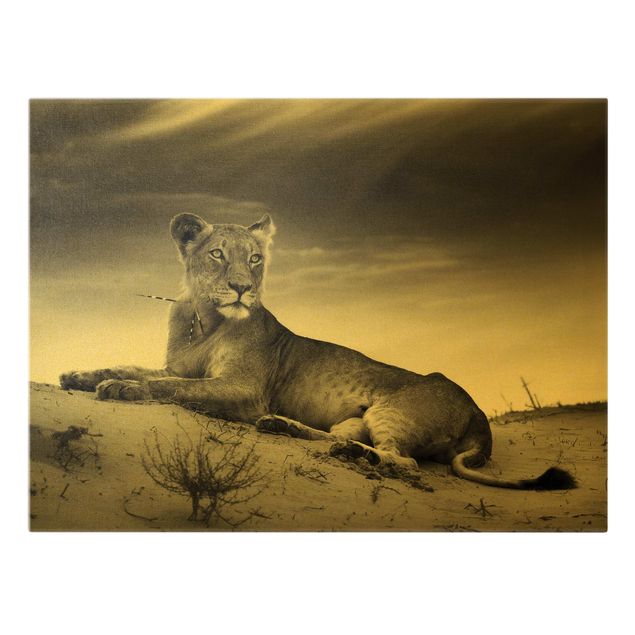 Obraz lwa Gniazdujący lew