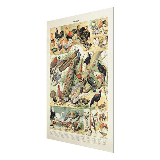 Obrazy retro Tablica edukacyjna w stylu vintage Ptaki europejskie