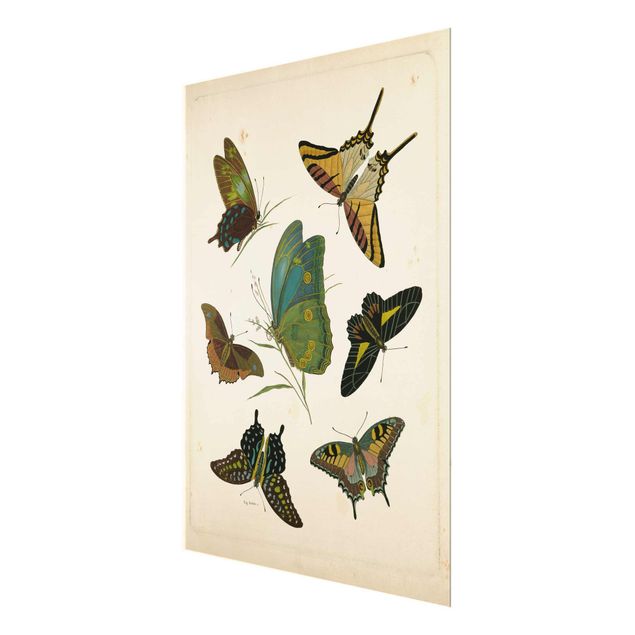 Vintage obrazy Ilustracja w stylu vintage Motyle egzotyczne