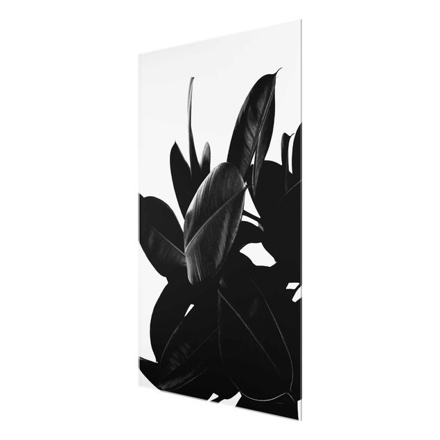 Obrazy kwiatowe Rubber Tree Leaves czarno-biały