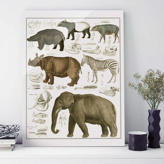 Dekoracja do kuchni Tablica edukacyjna w stylu vintage Słonie, zebry i nosorożce