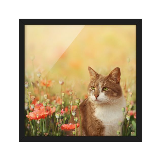 Obrazy w ramie do łazienki Kot w makowym polu
