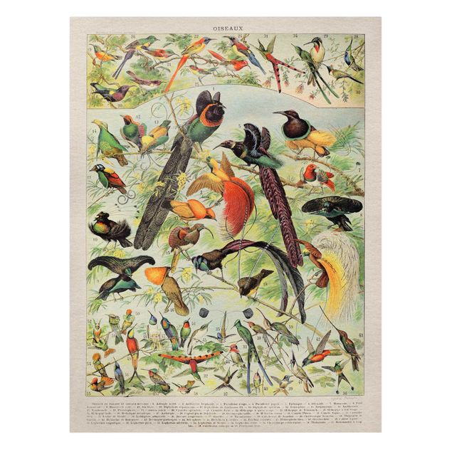 Obrazy retro Tablica edukacyjna w stylu vintage Rajskie ptaki