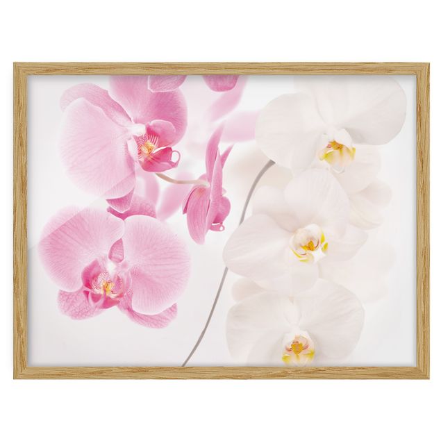 Obrazy w ramie do łazienki Delikatne orchidee
