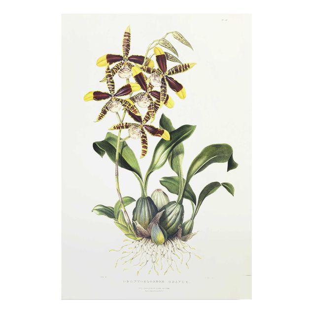 Nowoczesne obrazy do salonu Maxim Gauci - Orchid II
