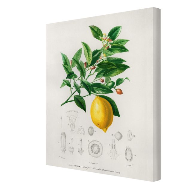Obrazy z motywem kwiatowym Botany Vintage Illustration Lemon