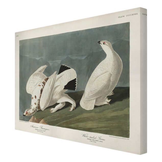 Obrazy na płótnie ptaki Tablica edukacyjna w stylu vintage Wierzba głuszec