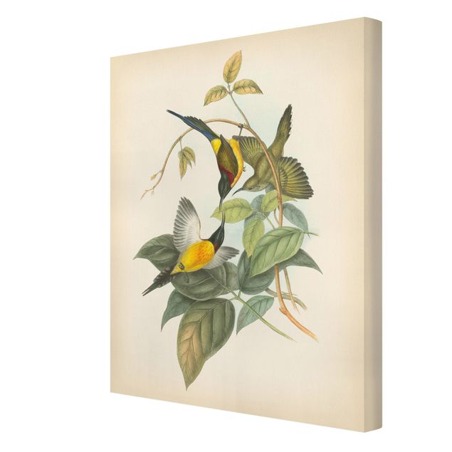 Obrazy ptaki na płótnie Ilustracja w stylu vintage Ptaki tropikalne IV