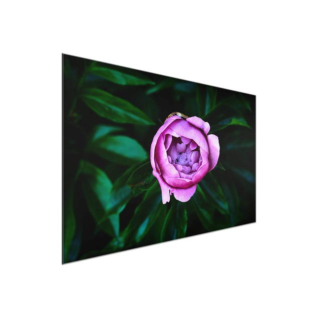 Obrazy na szkle poziomy Purpurowy kwiat piwonii na tle liści