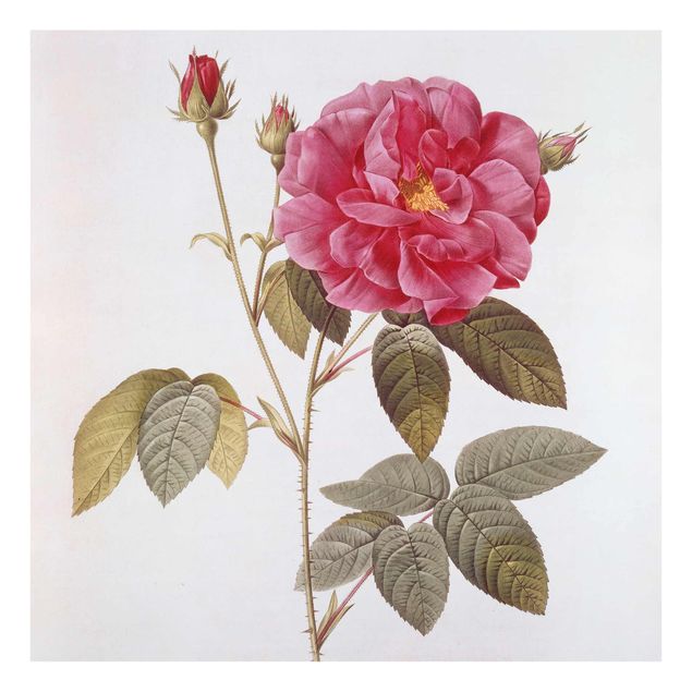 Obrazy na szkle artyści Pierre Joseph Redouté - Róża aptekarska