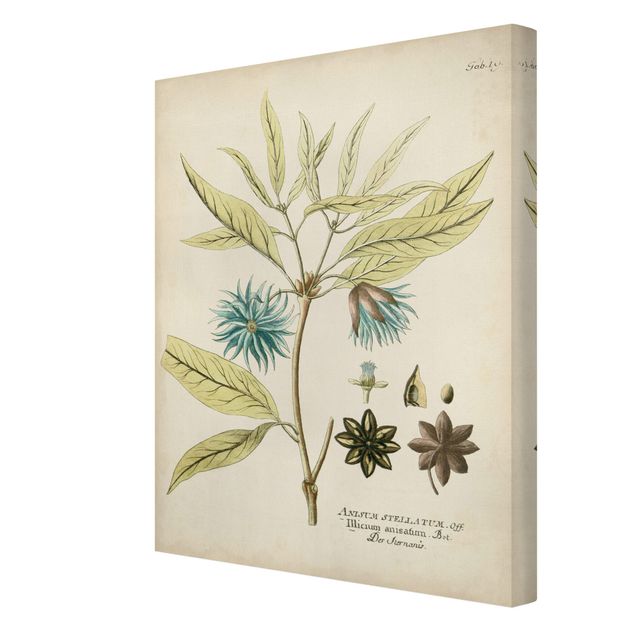 Obrazy kwiatowe Botanika w stylu vintage z niebieską gwiazdą anyżu