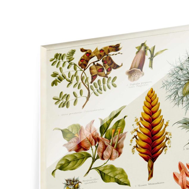 Obrazy retro Tablica edukacyjna w stylu vintage Botanika tropikalna I
