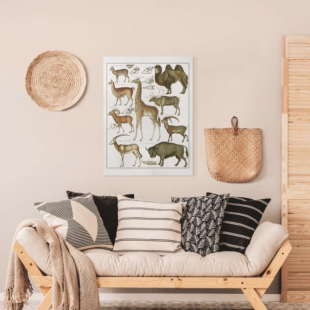 Obrazy na ścianę krajobrazy Tablica edukacyjna w stylu vintage Żyrafa, wielbłąd i lama