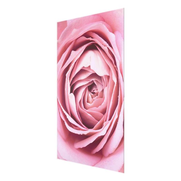Obrazy nowoczesne Różowy kwiat róży