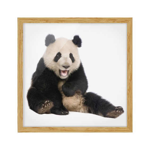 Obrazy zwierzęta Śmiejąca się panda
