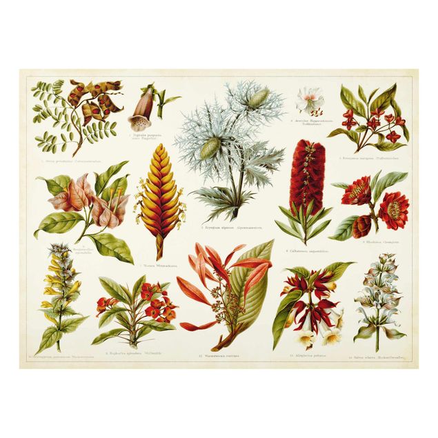 Obrazy do salonu Tablica edukacyjna w stylu vintage Botanika tropikalna I