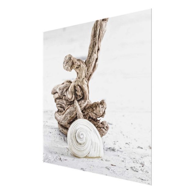 Obrazy morze Biała skorupa ślimaka i drewno korzeniowe