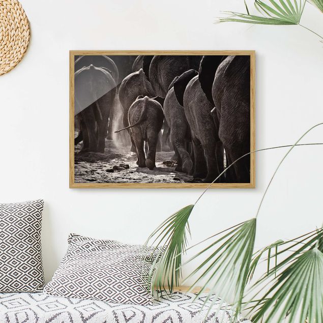 Słoń obraz Powrót do domu