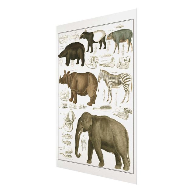 Obrazy na szkle zwierzęta Tablica edukacyjna w stylu vintage Słonie, zebry i nosorożce