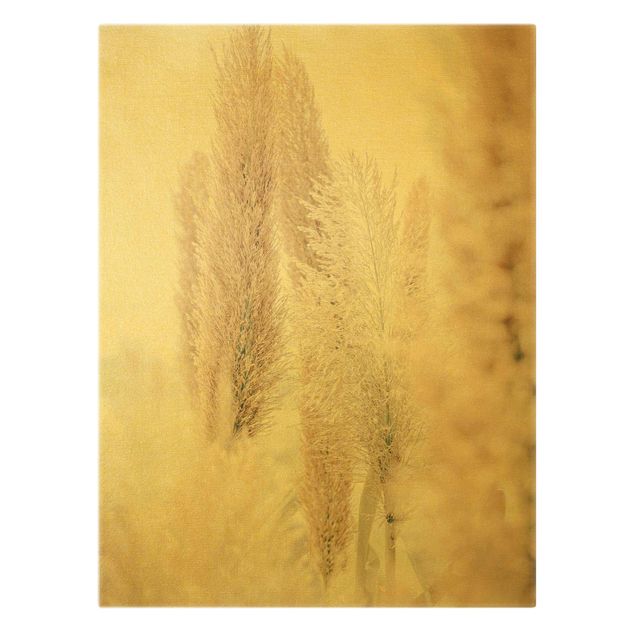 Obrazy Trawa pampasowa w białym świetle