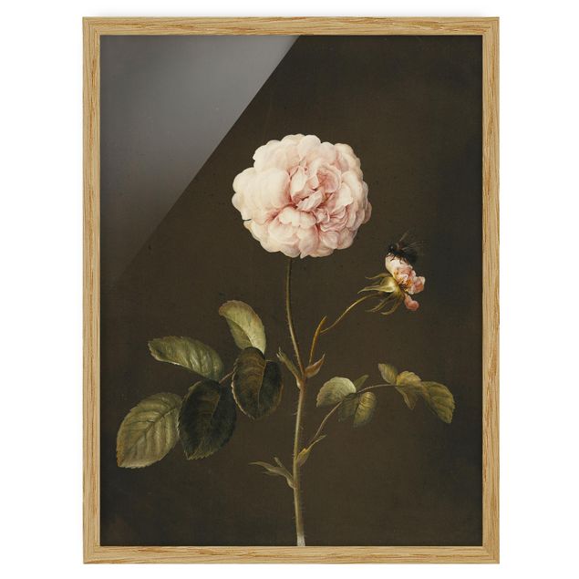 Obrazy w ramie do łazienki Barbara Regina Dietzsch - Róża octowa z trzmielem