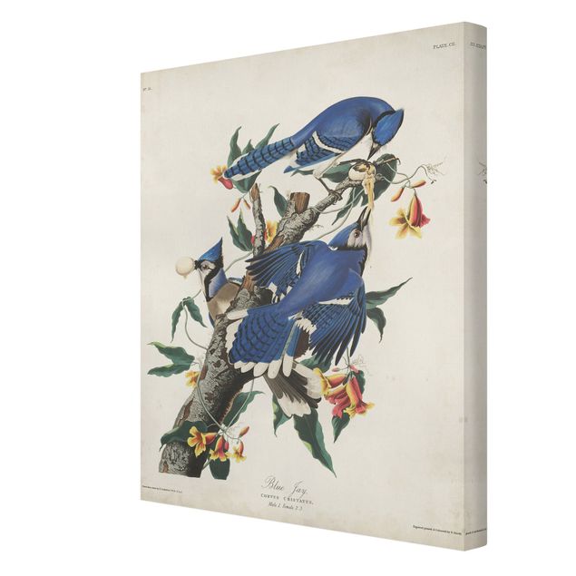 Obrazy ptaki na płótnie Tablica edukacyjna w stylu vintage Sójka błękitna